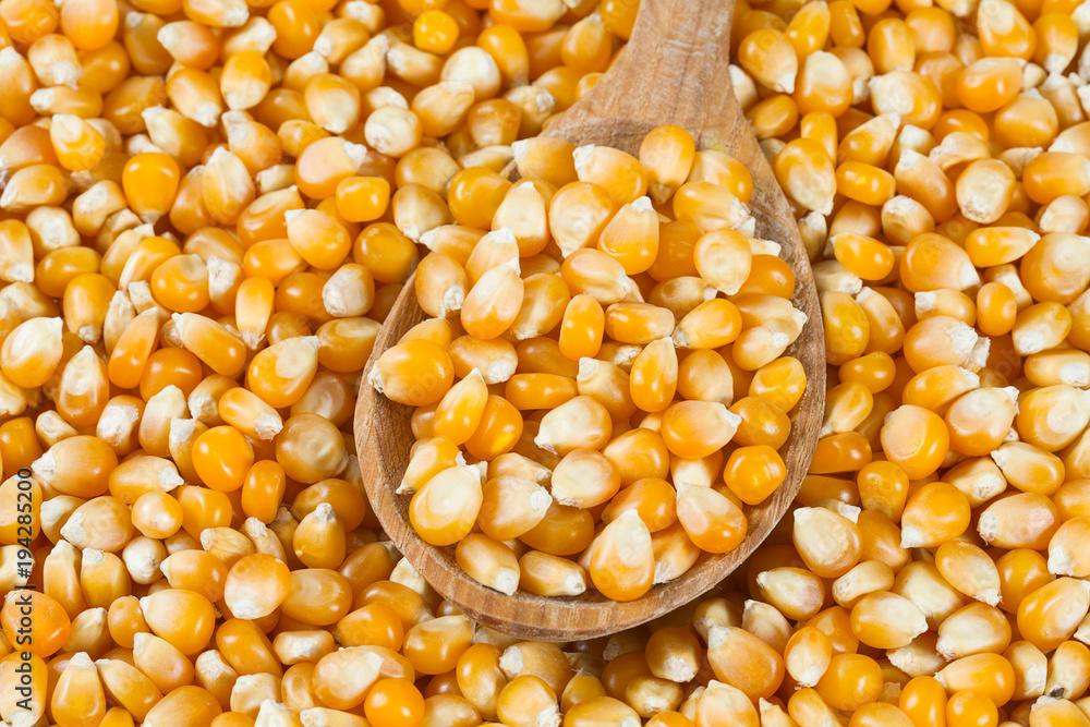 dried corn kernels dried corn kernels