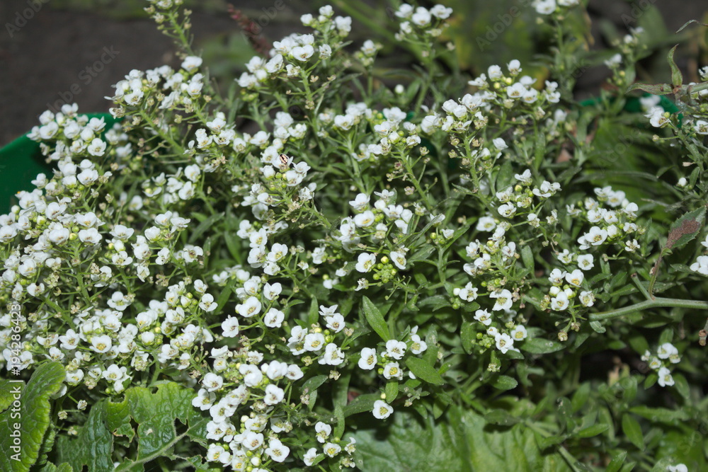 Alyssum white, fragrant flower, grows a large bush in the park, the garden Alyssum white, fragrant flower, grows a large bush in the park, the garden