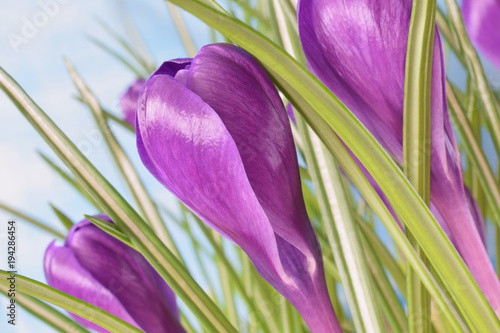 Fototapeta Naklejka Na Ścianę i Meble -  Krokusse