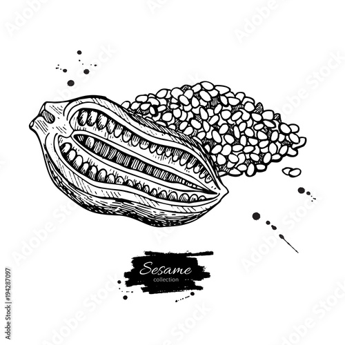 Sesame nut and seed vector drawing. Hand drawn food ingredient.