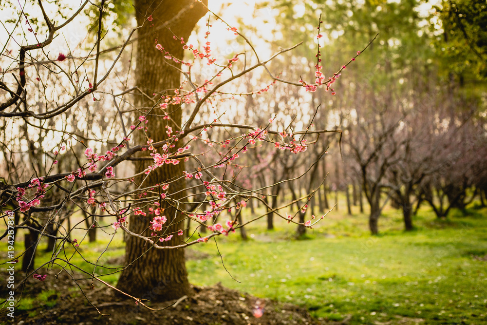 Cherry Blossoms