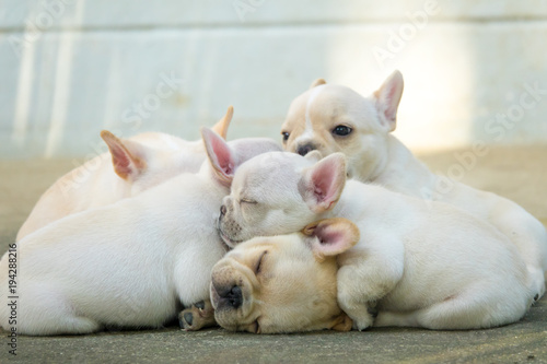 Cute little French bulldog sleeping together, close-up shot.