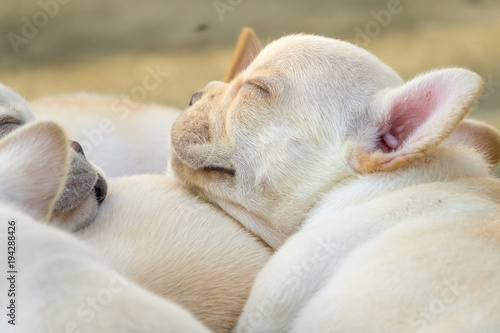 Cute little French bulldog sleeping together, close-up shot.