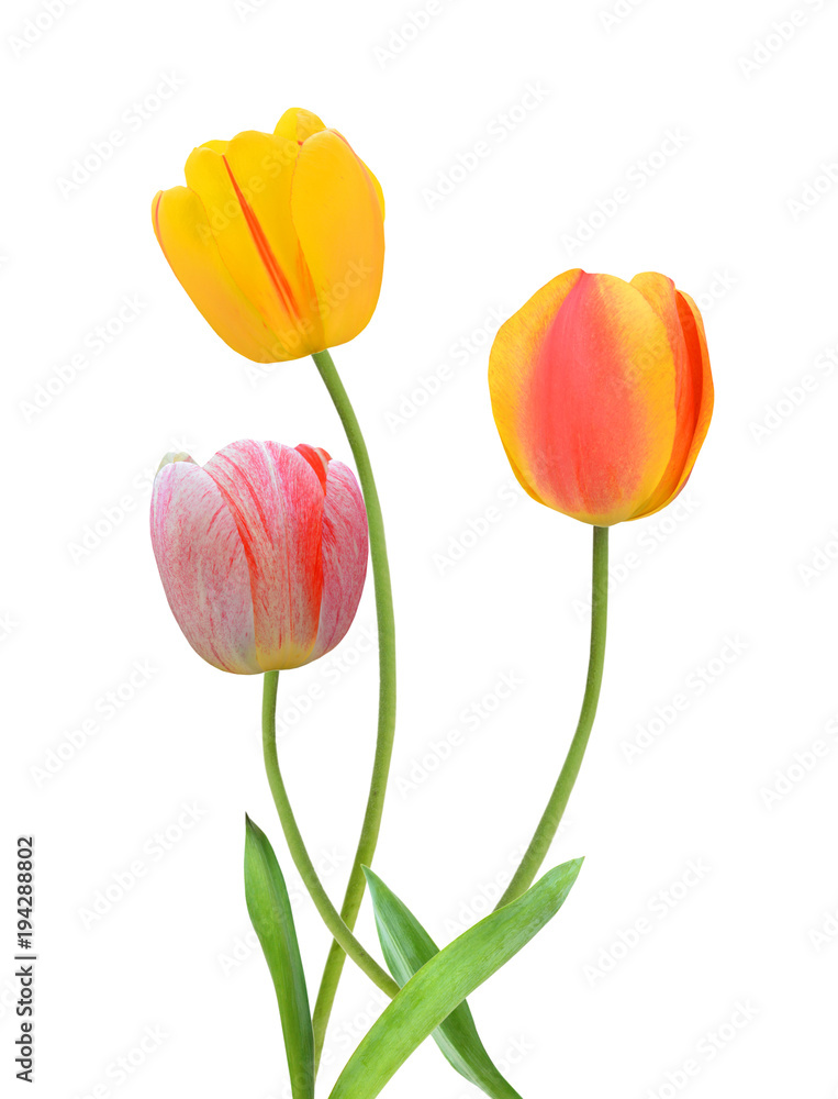 colorful tulip flowers isolated on white colorful tulip flowers isolated on white