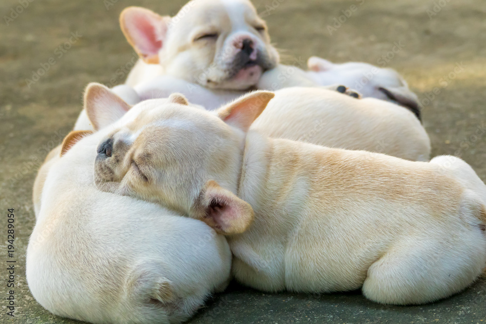 Fototapeta premium Cute little French bulldog sleeping together, close-up shot.
