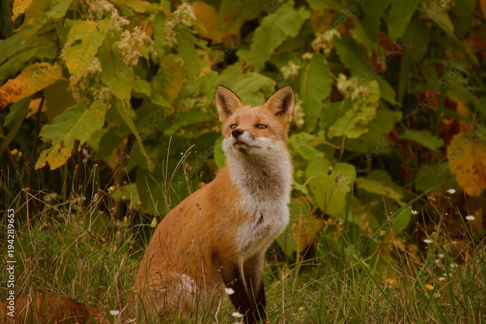Fototapeta premium キタキツネ / RED FOX / 狐 / きつね