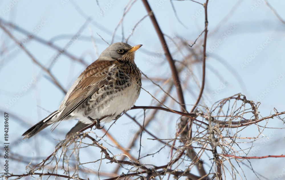 Fieldfare bird on a branch close up, Turdus pilaris. Ukraine. Hunting bird. Fieldfare bird on a branch close up, Turdus pilaris. Ukraine. Hunting bird.