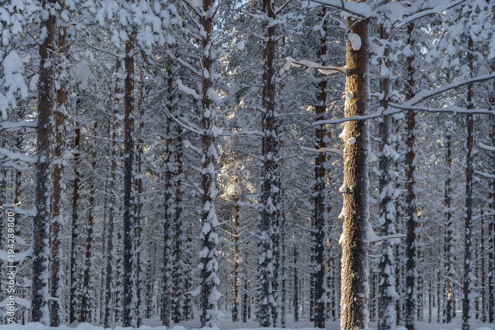 Fototapeta premium the winter in swedish Lapland
