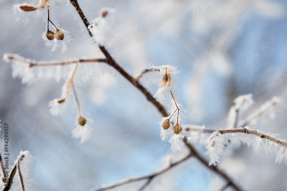 winter, snow on the branches of a tree, patterns winter, snow on the branches of a tree, patterns