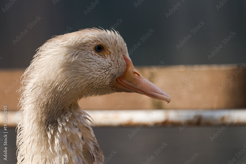a wet duck rests on the shore a wet duck rests on the shore