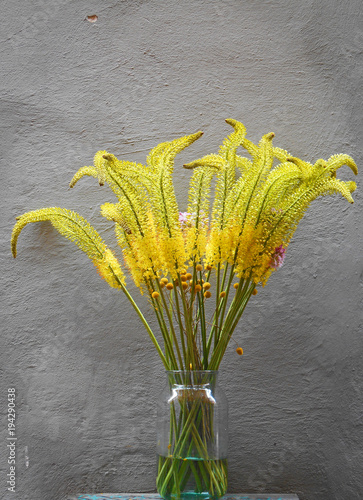 Yellow flowers in a glass jar photo