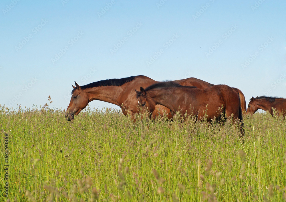Fototapeta premium Mare with a foal go on a pasture in a high grass