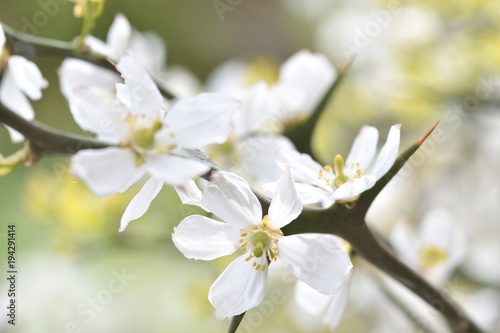 からたちの花 Stock 写真 Adobe Stock からたちの花 Stock 写真 Adobe Stock