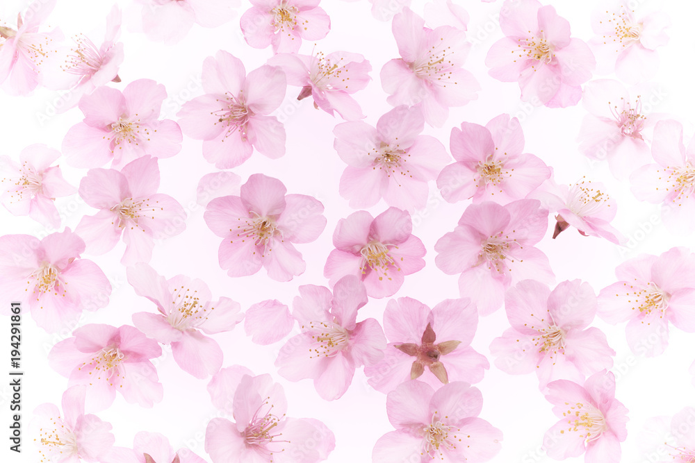 Cherry Blossoms background Spring image Cherry Blossoms background Spring image
