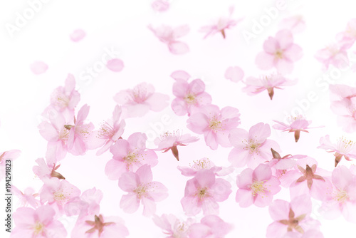 Wallpaper Mural Cherry Blossoms background Spring image Torontodigital.ca