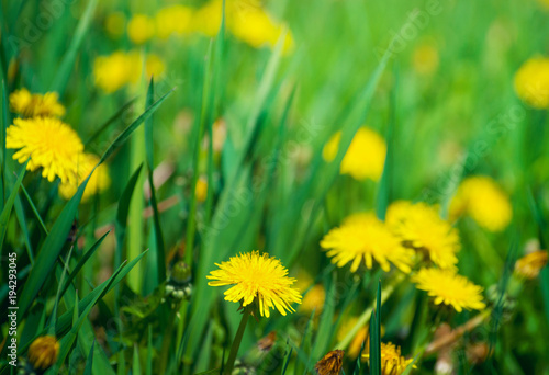 Fototapeta Naklejka Na Ścianę i Meble -  Dandelions in the meadow.