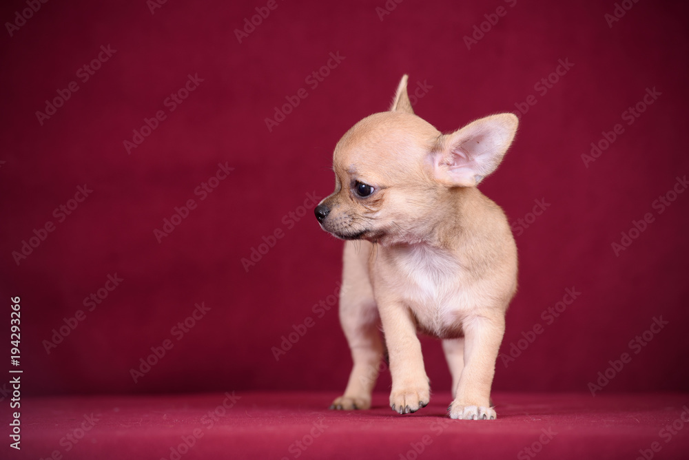 Puppy milk color on red background.