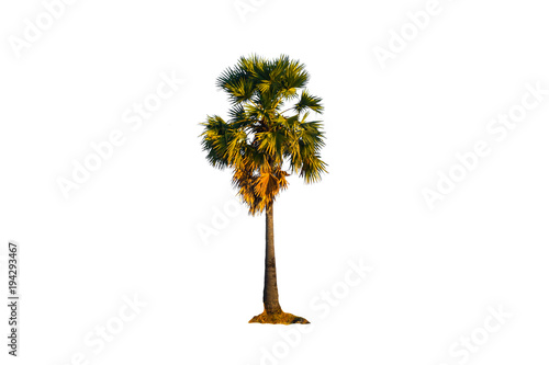Palm trees in Thailand  isolated on white background © noon@photo