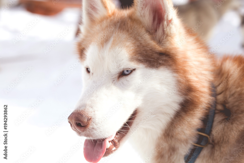 Cooper haired blue eyed husky
