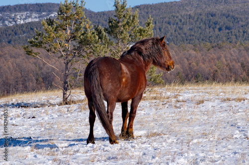 Russia. Eastern Siberia. TRANS-Baikal horse breed has a high endurance and adaptation to harsh cold winters.