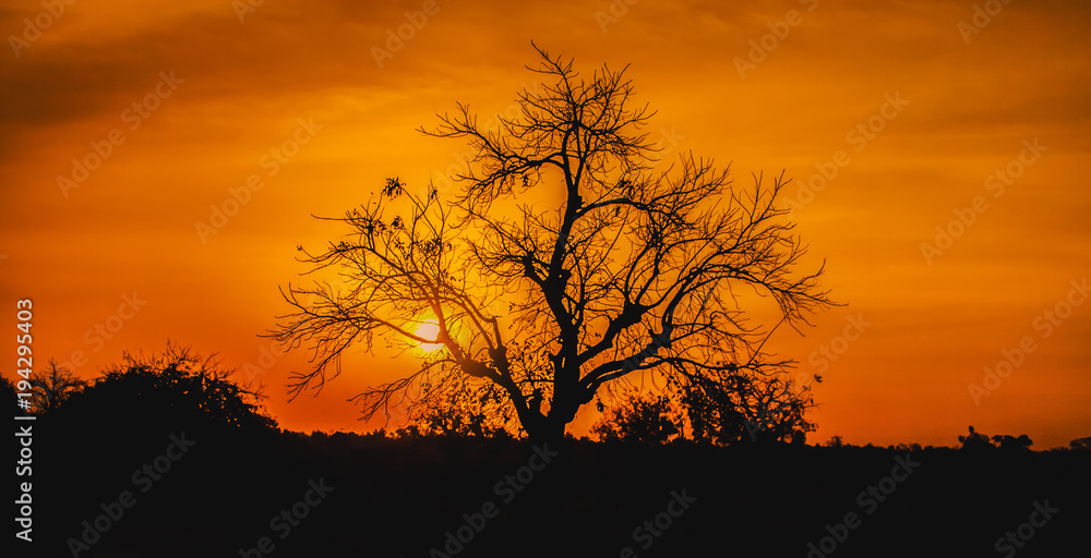 Beautiful and dramatic sunset in Africa with the silhouette of a tree with no leaves, Burkina Faso.