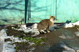 Gray and red cat in the snow on the street near the fence.