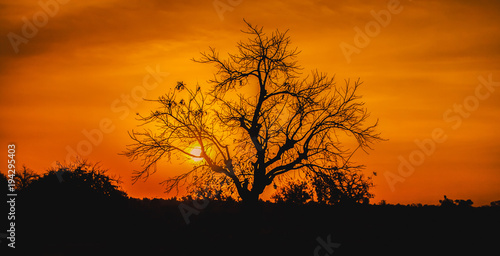 Beautiful and dramatic sunset in Africa with the silhouette of a tree with no leaves, Burkina Faso.