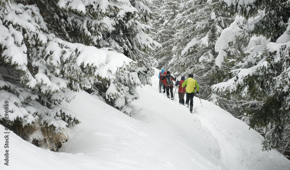 group of people, sporty, make ski mountaineering (trekking), walking on path with fresh snow, after storm, pine forest covered with snow, isolated, winter, Alps, Vigezzo Valley, Piedmont, Italy