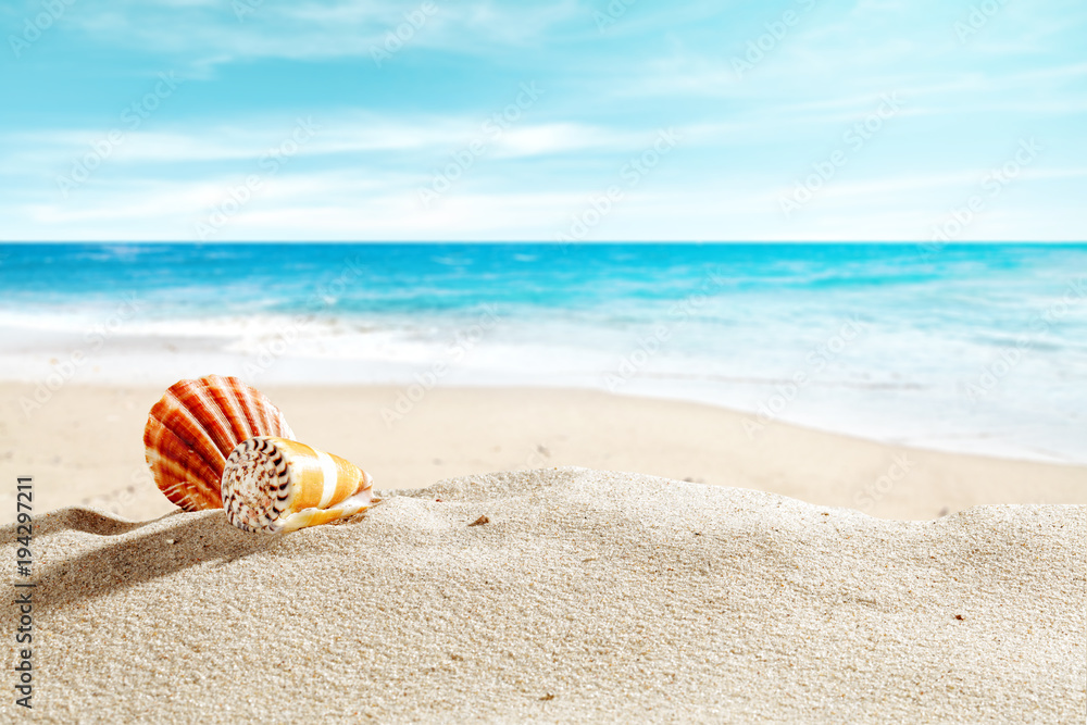Obraz premium shell on sand and free space 