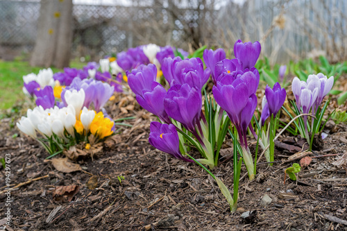 Bunches of spring crocus growing in the home garden.