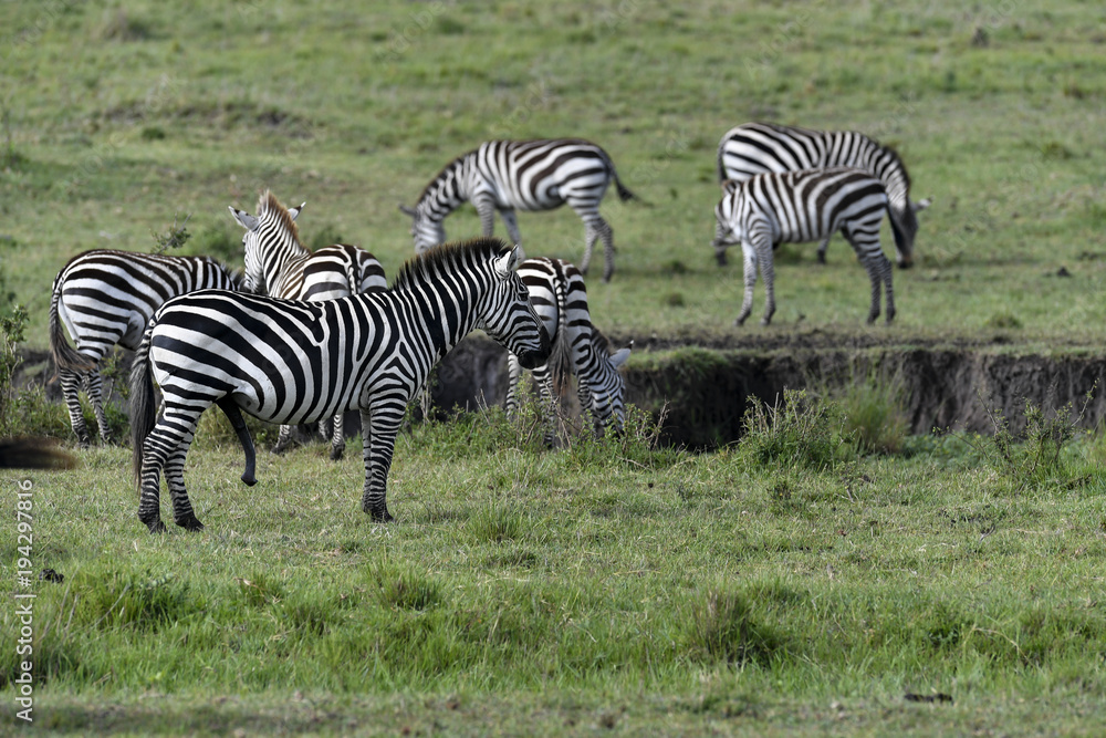 herd of zebra herd of zebra