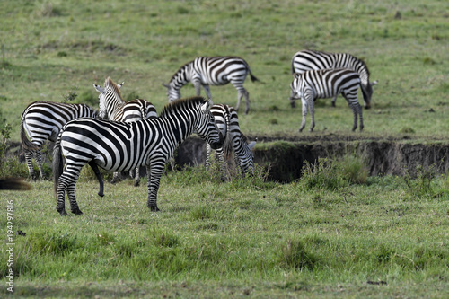 Fototapeta Naklejka Na Ścianę i Meble -  herd of zebra