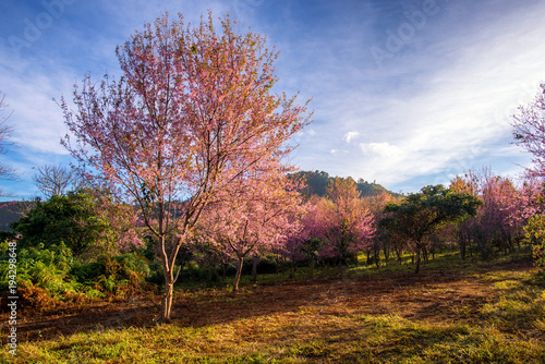 Fototapeta Naklejka Na Ścianę i Meble -  beautiful landscape of platation pink cherry blossom (Sakura) in grass field