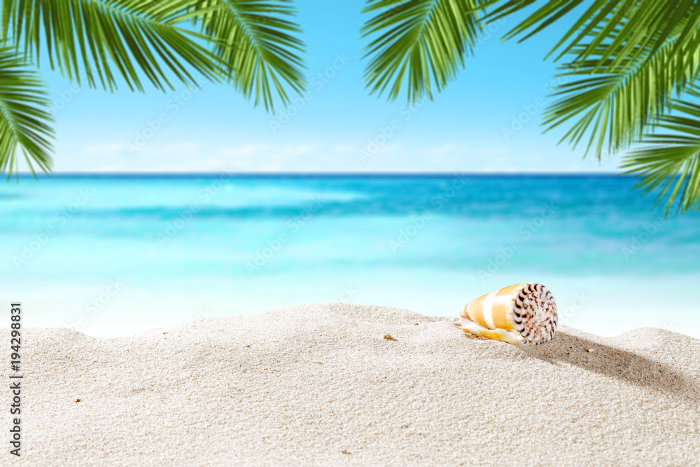 Obraz premium shell on beach and summer time 