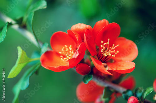 Flowering quince  Chaenomeles speciosa  Chinese or Japanese quince  zhou pi mugua 