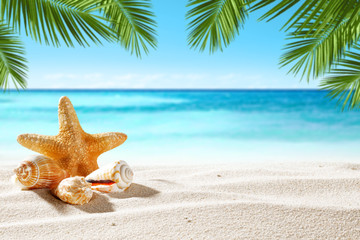shell on sand and summer time 