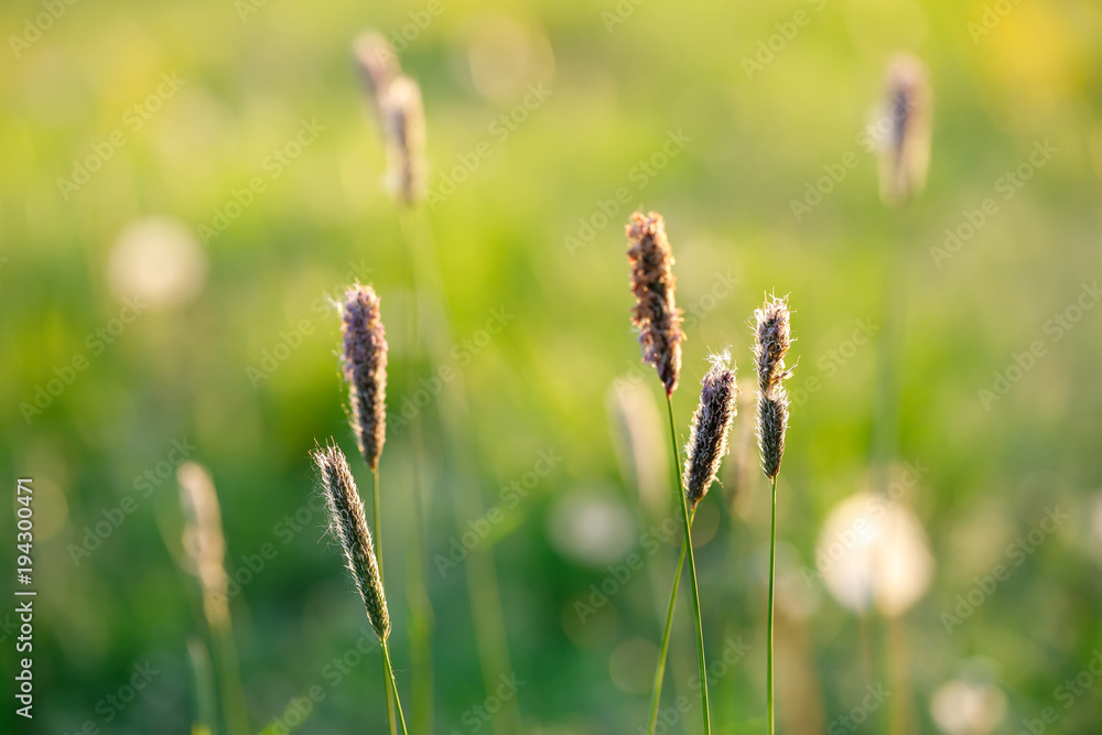 spring background with grass on meadow