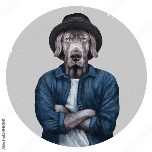 Portrait of Weimaraner with hat and shirt, hand-drawn illustration
