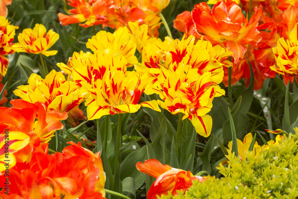 Bright orange yellow tulips