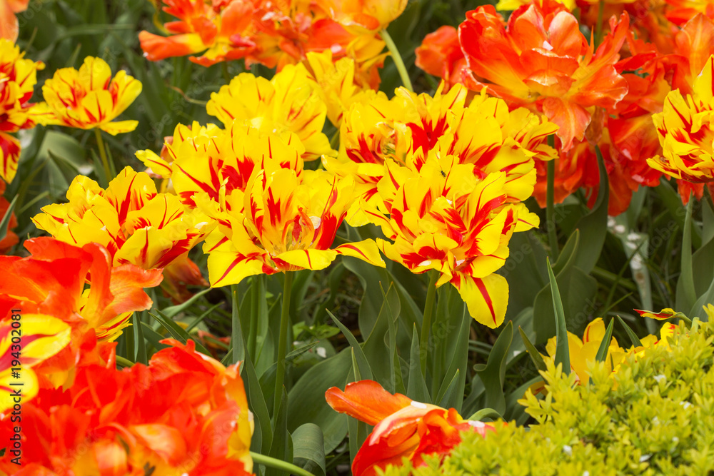 Bright orange yellow tulips Bright orange yellow tulips