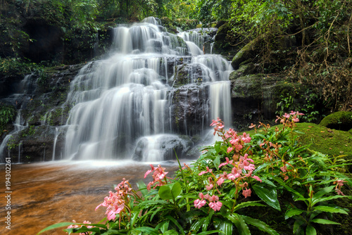 beautiful waterfall with pink snapdragon flower in foreground , Mun dang waterfall , Pisanulok , Thailand
