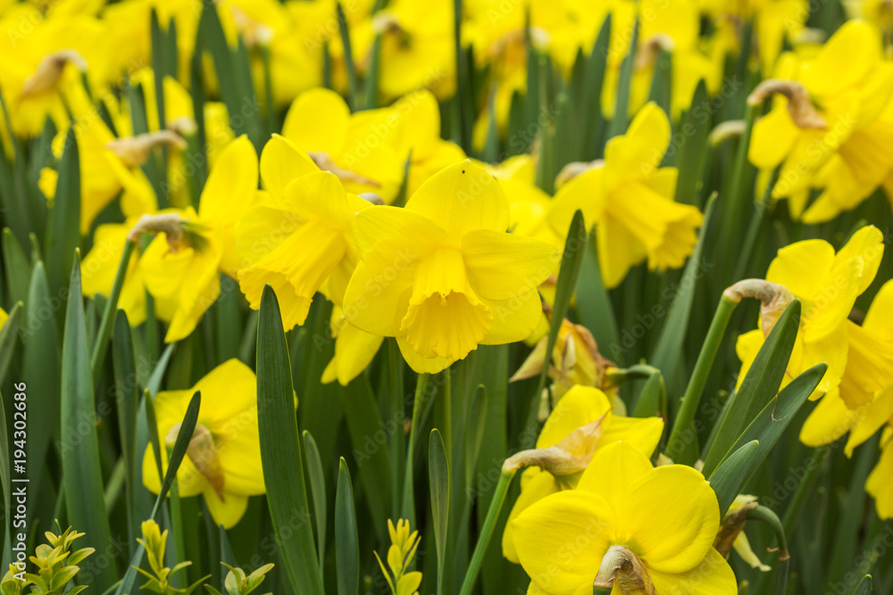 vibrant yellow and orange narcissus flowers vibrant yellow and orange narcissus flowers