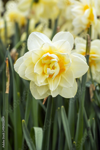 Spring meadow covered with narcisus photo