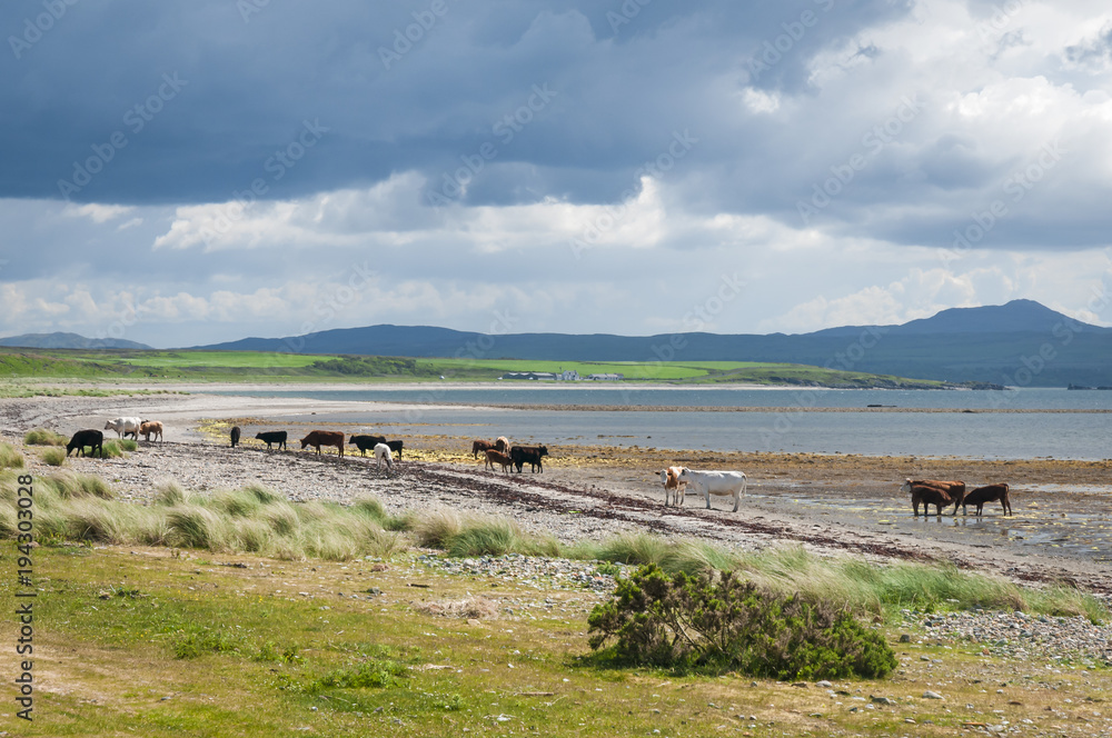 Island Cattle / Cattle on a beach on the inner hebridean Isle of Islay, Scotland. 04 June 2012