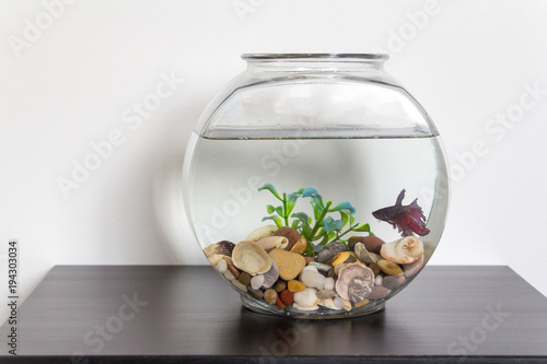 Siamese fighting fish in fish bowl swimming photo