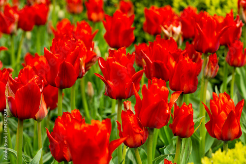 Tulip. Fresh red tulips Glade. Field with red tulips in the netherlands.