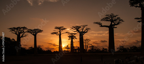 Photo Tramonto tra i baobab di Morondava in Madagascar
