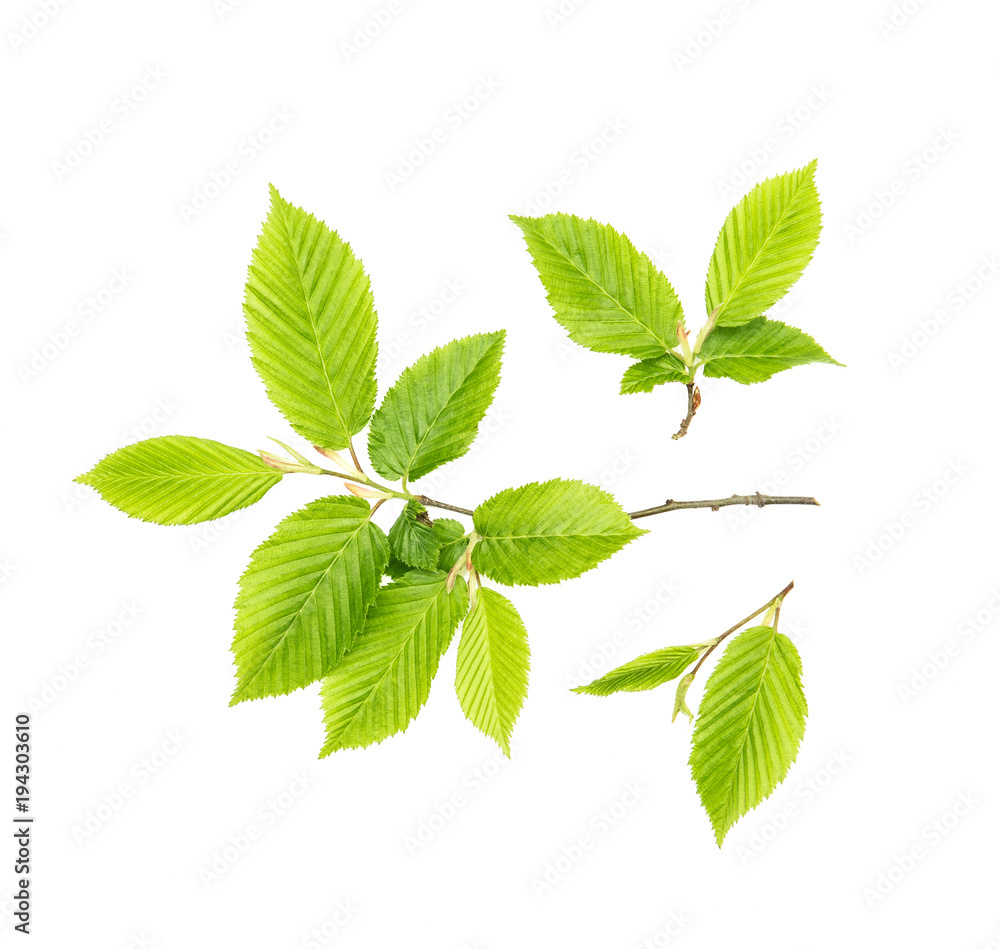 Green leaves isolated white background spring tree Green leaves isolated white background spring tree