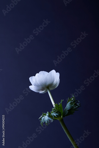 anemone flower with green leaves isolated on blue