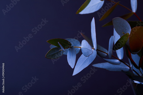 eucalyptus leaves on twigs in vase on dark